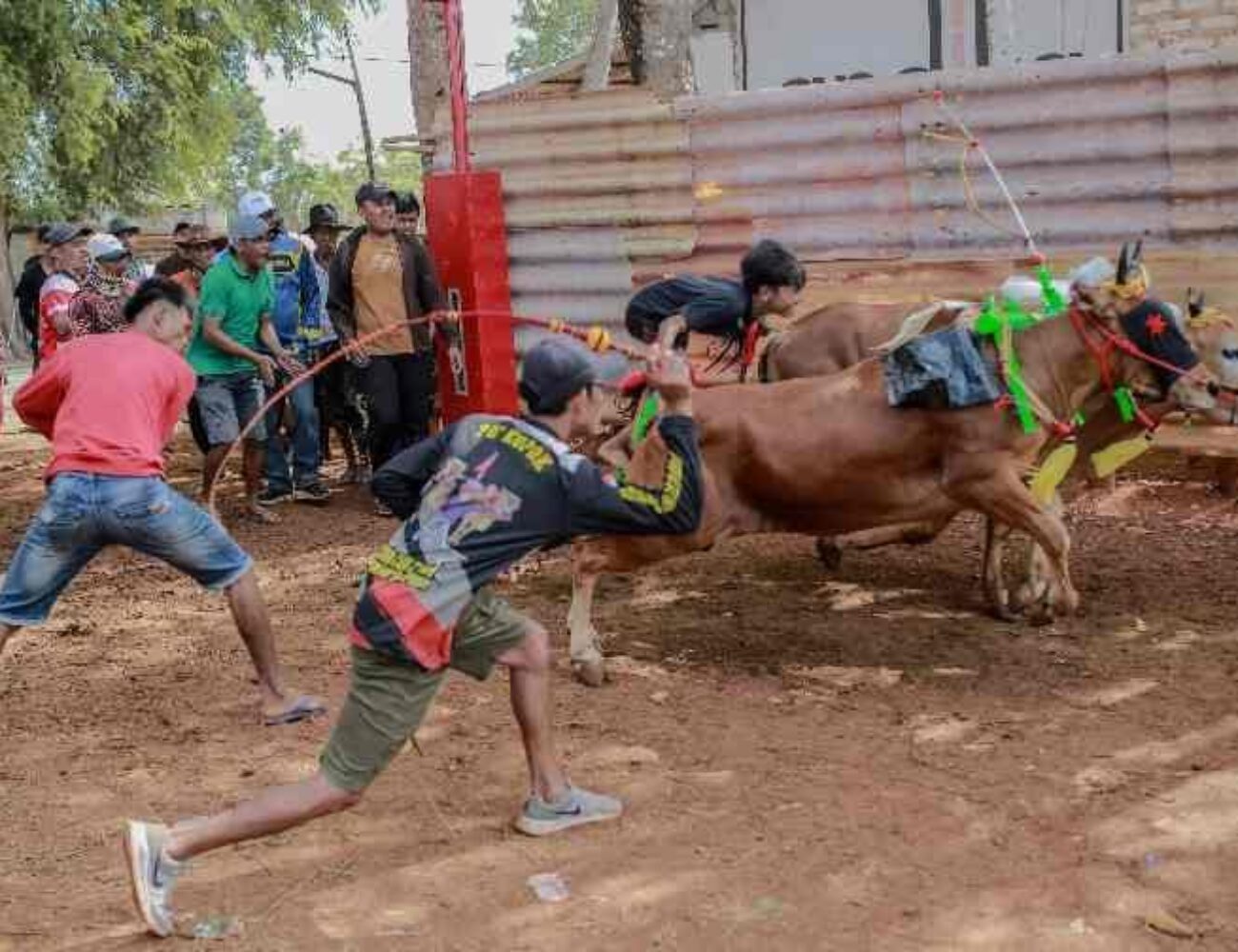 Lestarikan Budaya Leluhur, Pemkab Sumenep Gelar Kejuaraan Kerapan Sapi