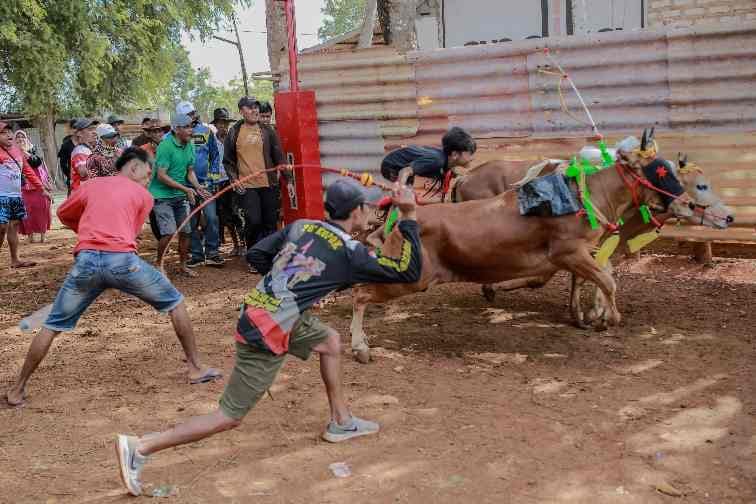 Lestarikan Budaya Leluhur, Pemkab Sumenep Gelar Kejuaraan Kerapan Sapi