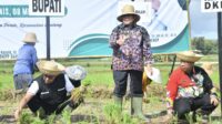 Gerakan Tanam Padi di Desa Poreh, Cara Pemkab Sumenep Perkuat Ketahanan Pangan