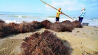 Nasib Petani Rumput Laut Sumenep di Ujung Tanduk, Budidaya Terancam Punah